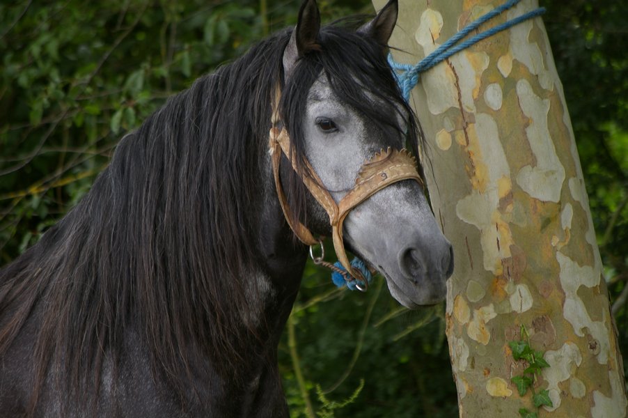 Les chevaux marocains: Les Chevaux Marocains 012